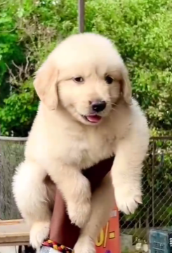 Purchase KCI Registered Golden Retriever Puppy from Goa
